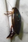 Cybister lateralimarginalis