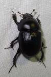 Geotrupes spiniger