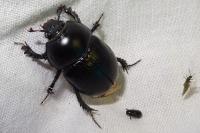 Geotrupes spiniger