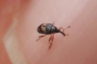 Nanophyes marmoratus