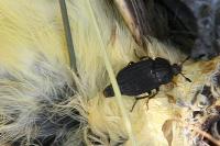 Thanatophilus sinuatus