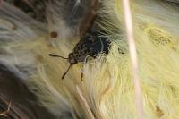 Thanatophilus sinuatus
