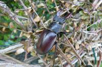 Lucanus cervus