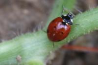 Coccinella septempunctata