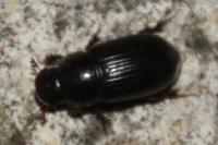 Acrossus rufipes
