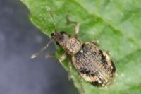 Polydrusus sparsus