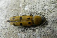 Chlorophorus glabromaculatus