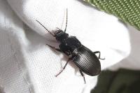 Abax parallelus
