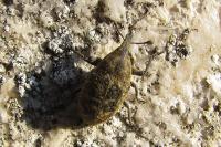 Larinus turbinatus