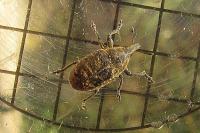 Larinus turbinatus