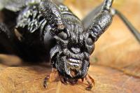 Cerambyx cerdo