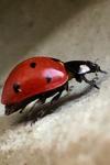 Coccinella septempunctata