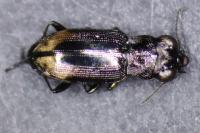 Notiophilus biguttatus