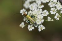 Oedemera nobilis