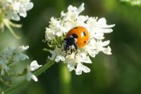Coccinella septempunctata