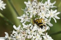 Rutpela maculata