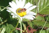 Trichodes alvearius