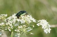 Cetonia aurata