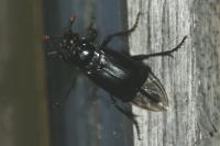 Nicrophorus humator