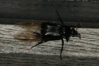 Nicrophorus humator