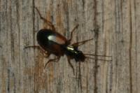 Anchomenus dorsalis