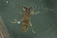 Saperda carcharias