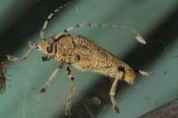 Saperda carcharias
