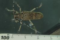 Saperda carcharias