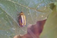 Xanthogaleruca luteola