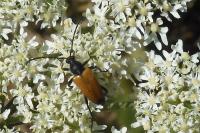 Stictoleptura fulva