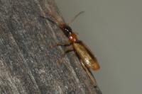 Demetrias atricapillus