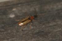 Demetrias atricapillus