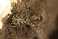 Elaphrus riparius