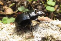 Typhaeus typhoeus