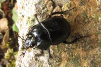 Typhaeus typhoeus