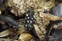Attagenus punctatus