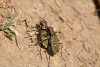 Cicindela campestris