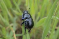 Anoplotrupes stercorosus