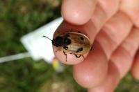 Dendroxena quadrimaculata
