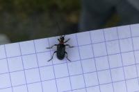 Dinoptera collaris