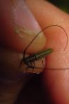 Calamobius filum
