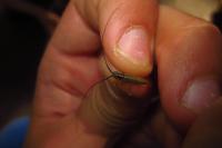 Calamobius filum