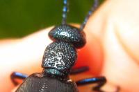 Meloe proscarabaeus