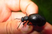 Meloe proscarabaeus