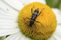 Chlorophorus figuratus