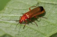 Rhagonycha fulva