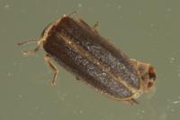 Lampyris iberica