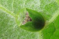 Cassida rubiginosa