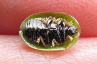 Cassida rubiginosa