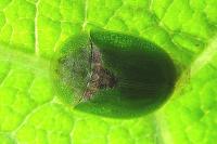 Cassida rubiginosa